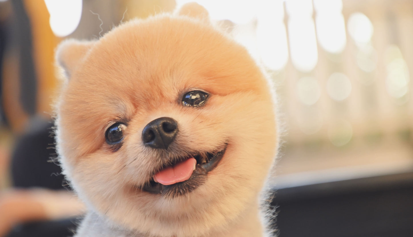 【定期購入】丹波鶏胸肉キューブ(納豆ミックス) 20g/袋